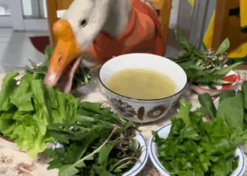 C1511009_kind woman rescued goose dog mouth, then…#love #lo…_part2