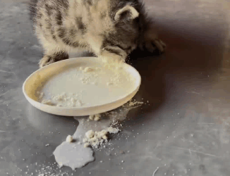 C1511010_kind lady golden retriever took care of kittens she rescued a…_part2