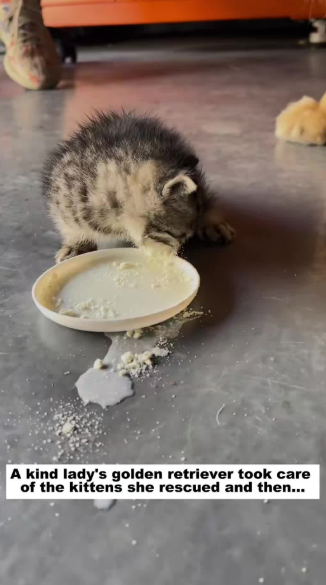 C1511010_kind lady golden retriever took care of kittens she rescued a…_part2