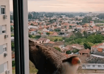 C1511011_kind couple rescued trapped caracara, soon it came to visit….._part2