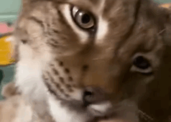 C1511012_kind family rescued an injured trapped lynx, then happ…_part2