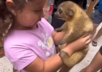 C1511014_kind woman found baby kinkajou in pipe adopted it…#rescue…_part2