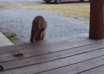 C0511009_Honestly, he deserves his own couch #wholesome #animals_part2