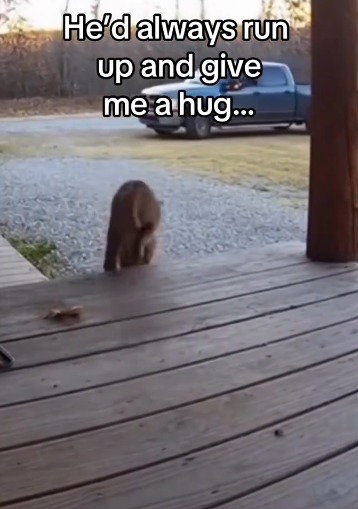 C0511009_Honestly, he deserves his own couch #wholesome #animals_part2