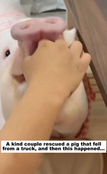 C1511015_kind couple rescued pig fell truck, then hap…_part2