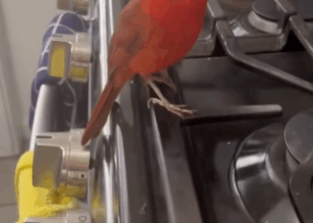 C1511016_kind woman rescued wounded cardinal then happened…#lov…_part2