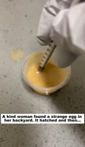 C1511017_kind woman found strange egg in her backyard. It hatched then…_part2