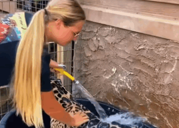 C1511018_Kind people rescued jaguar was injured fell into water…_part2