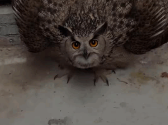 C1511019_kind couple rescued an owl fell into water then…#res…_part2