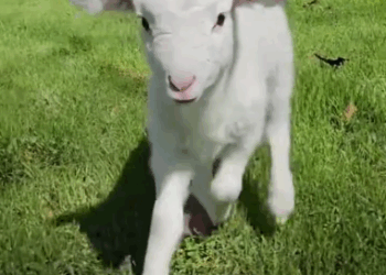 C1511020_kind man found lost lamb helped it return to its mother…#an…_part2