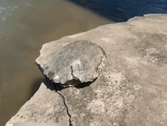 C1511021_kind woman helped turtle was unable to turn over then……_part2