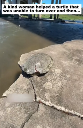 C1511021_kind woman helped turtle was unable to turn over then……_part2