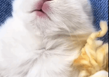 C1511022_kind couple rescued bunny was abandoned in ditch then…._part2