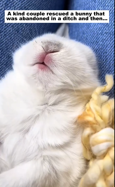 C1511022_kind couple rescued bunny was abandoned in ditch then…._part2