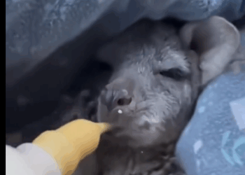 C1511024_kind couple rescued an orphaned kangaroo baby on road then…._part2