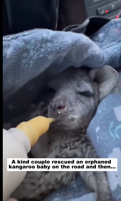 C1511024_kind couple rescued an orphaned kangaroo baby on road then…._part2