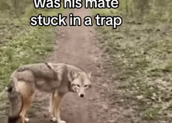 C0511010_coyote, save my life, saved its mate #wholesome #animals_part2
