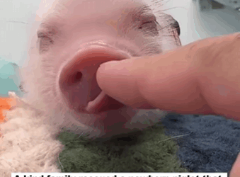 C1511025_kind family rescued newborn piglet fell truck, th…_part2