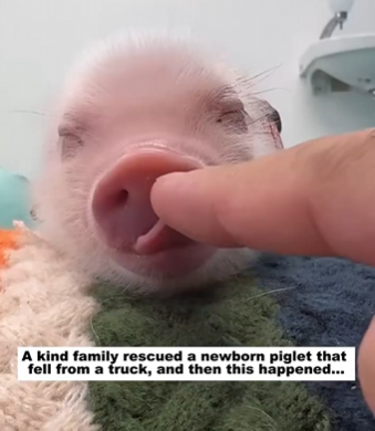 C1511025_kind family rescued newborn piglet fell truck, th…_part2