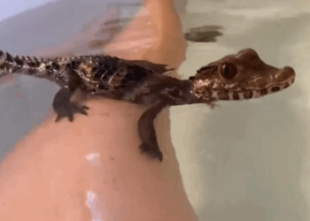 C1511026_kind family rescued baby crocodile hook in its mouth t…_part2