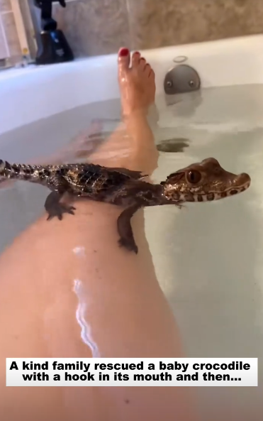 C1511026_kind family rescued baby crocodile hook in its mouth t…_part2