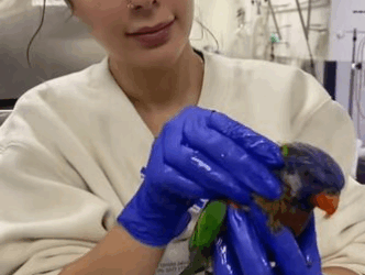 C1511027_kind lady rescued an injured rainbow lorikeet then…#bird #res…_part2