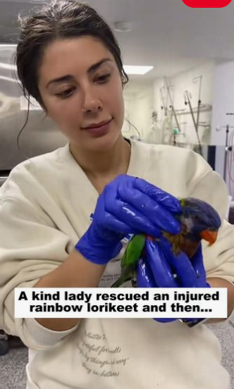 C1511027_kind lady rescued an injured rainbow lorikeet then…#bird #res…_part2