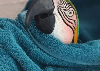 C1511028_kind woman rescued parrot was injured in trash can the…_part2