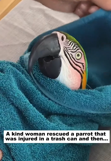 C1511028_kind woman rescued parrot was injured in trash can the…_part2