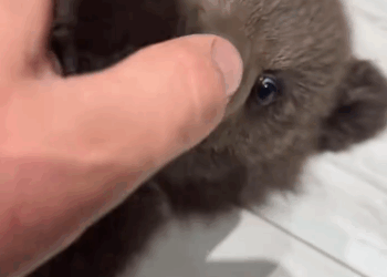 C1511029_kind family rescued an abandoned bear cub on road then…#a…_part2