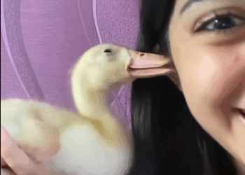 C1511030_kind couple rescued duck in danger, then happened…#res…_part2