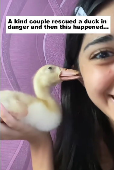 C1511030_kind couple rescued duck in danger, then happened…#res…_part2