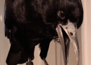 C1711001_Rescued freezing crow #fyp #rescue #bird #crow_part2