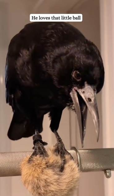 C1711001_Rescued freezing crow #fyp #rescue #bird #crow_part2