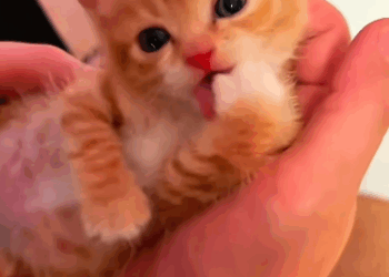 C1711002_Rescued cute orange kitten then #fyp #rescue #kitten #orangecat_part2