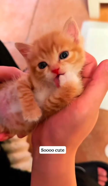 C1711002_Rescued cute orange kitten then #fyp #rescue #kitten #orangecat_part2