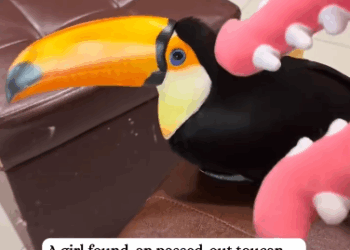 C1711003_Rescued poor toucan.#rescue #toucan #bird #fyp #animals_part2