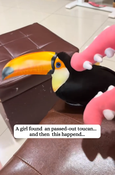 C1711003_Rescued poor toucan.#rescue #toucan #bird #fyp #animals_part2