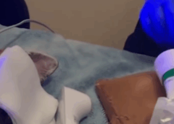 C1711004_We Found Fox Caught in Trap You Won Believe What Happened N…_part2