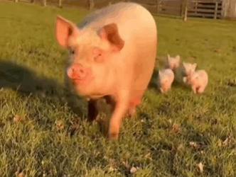 C0511011_Mothers love is powerful thing #wholesome #animals_part2