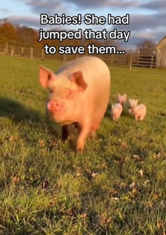 C0511011_Mothers love is powerful thing #wholesome #animals_part2