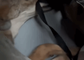 C1711005_couple rescued coyote had fallen into hunter trap, an…_part2