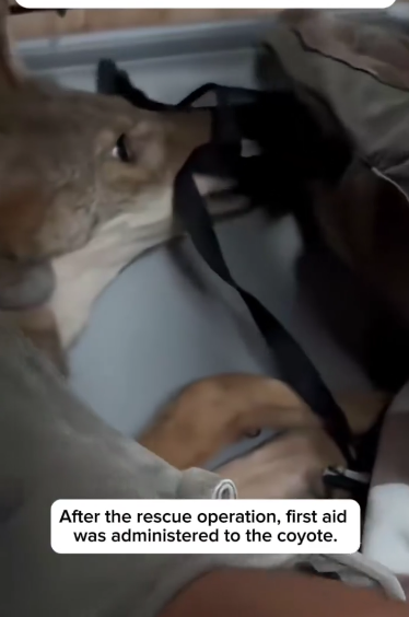 C1711005_couple rescued coyote had fallen into hunter trap, an…_part2