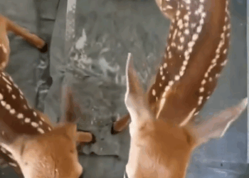C1711006_couple rescue two baby fawns abandoned by their mother… You can…_part2