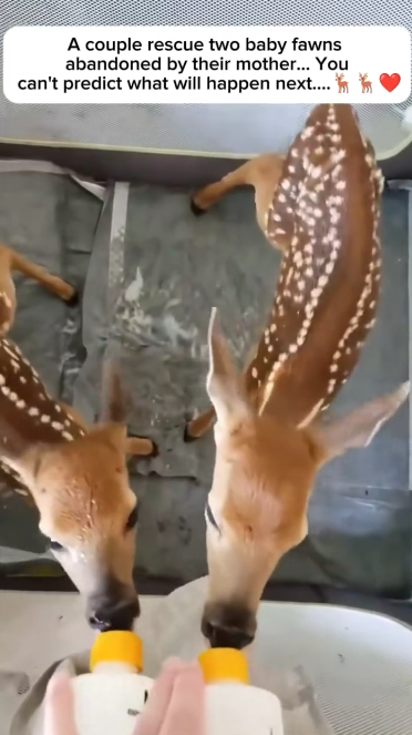 C1711006_couple rescue two baby fawns abandoned by their mother… You can…_part2