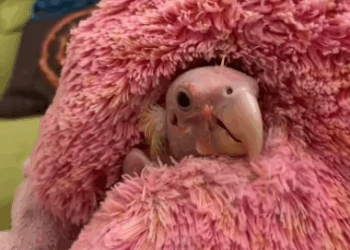 C1711008_couple rescues an unknown baby bird adopts it…the ending will…_part2