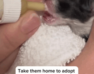 C1711009_man helps cat rescue her newborn kittens sewer…and adop…_part2