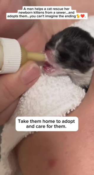 C1711009_man helps cat rescue her newborn kittens sewer…and adop…_part2