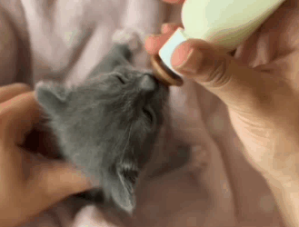 C1711010_Homeless Gray Kitten Rescued by Kind Woman You Won Believe the…_part2