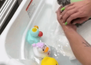 C1711011_woman rescues sick kitten, treats it takes care of it. You ca…_part2